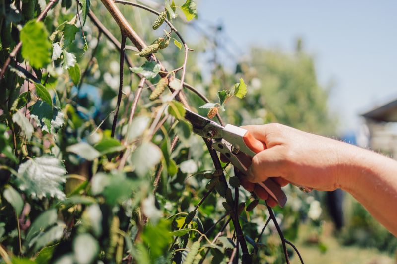 Branches Pruning in Pottstown, PA