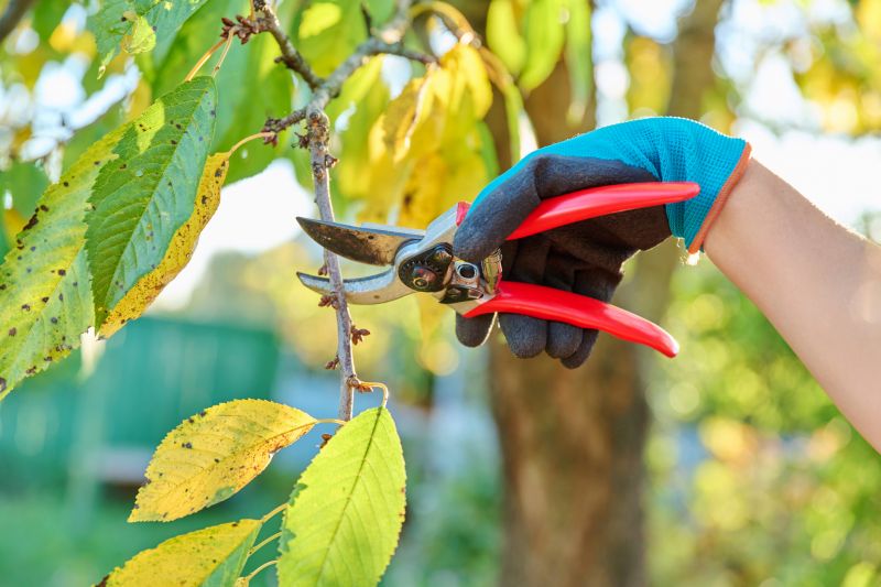 Magnolia Tree Pruning in Pottstown, PA