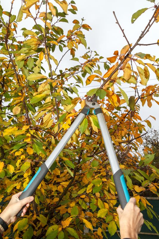 Peach Tree Pruning in Doylestown, PA