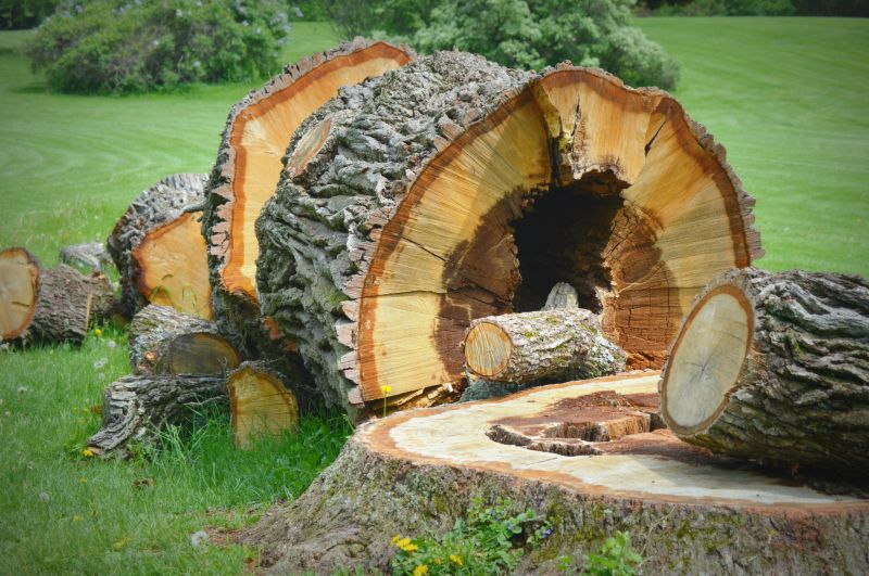 Tree Stump Removal in Waldorf, MD