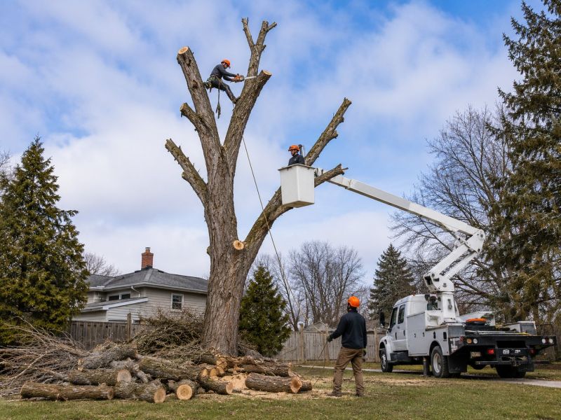 Apple Tree Removal in Allentown, PA
