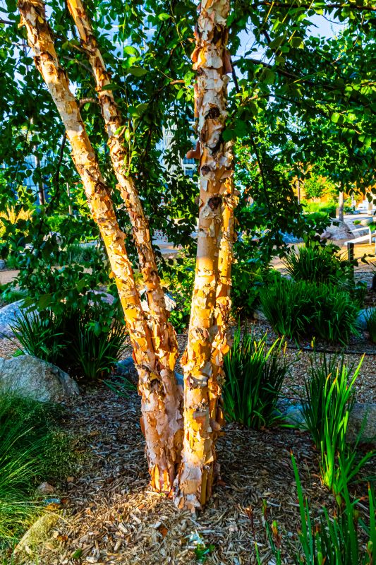 Birch Tree Pruning in San Jose, CA