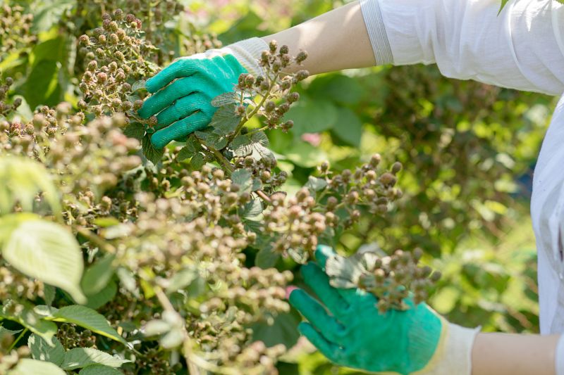 Blackberry Bush Removal in Aiken, SC