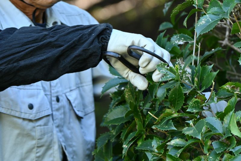 Boxwood Trimming in Ventura County, CA