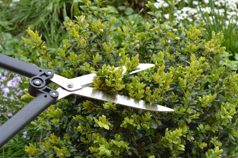 Boxwood Trimming in Aiken, SC