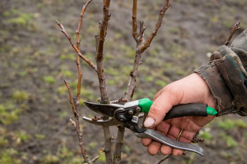 Bradford Pear Tree Pruning in Pottstown, PA