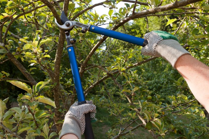 Branches Pruning in Allentown, PA