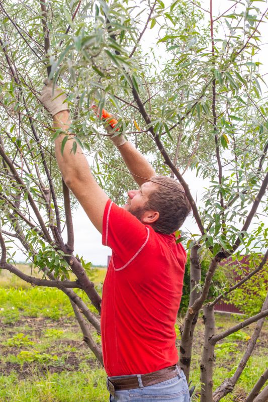 Branches Pruning in Allentown, PA