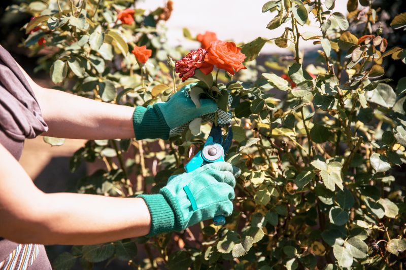 Bush Pruning in Rockwall, TX