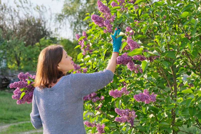 Butterfly Bush Pruning in Rockwall, TX