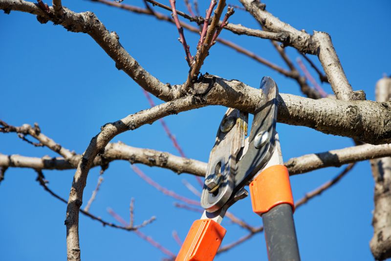 Canopy Pruning in Pottstown, PA