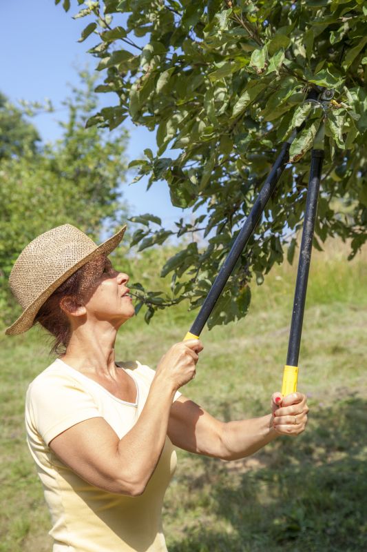 Canopy Pruning in Reno, NV