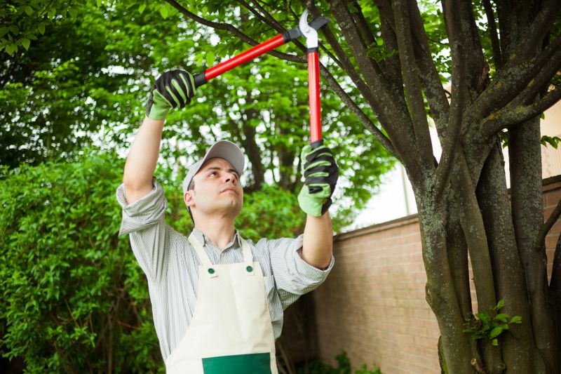 Canopy Pruning in Allentown, PA