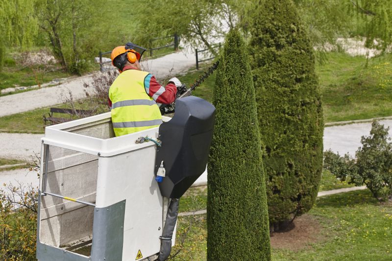 Cedar Tree Pruning in San Jose, CA