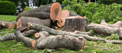 Commercial Tree Removal in Reno, NV