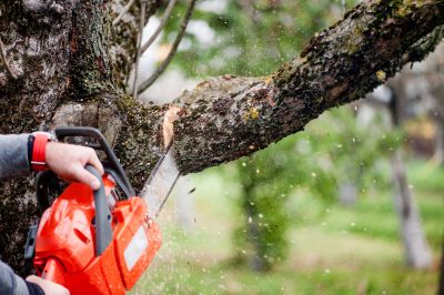 Commercial Tree Service in Reno, NV