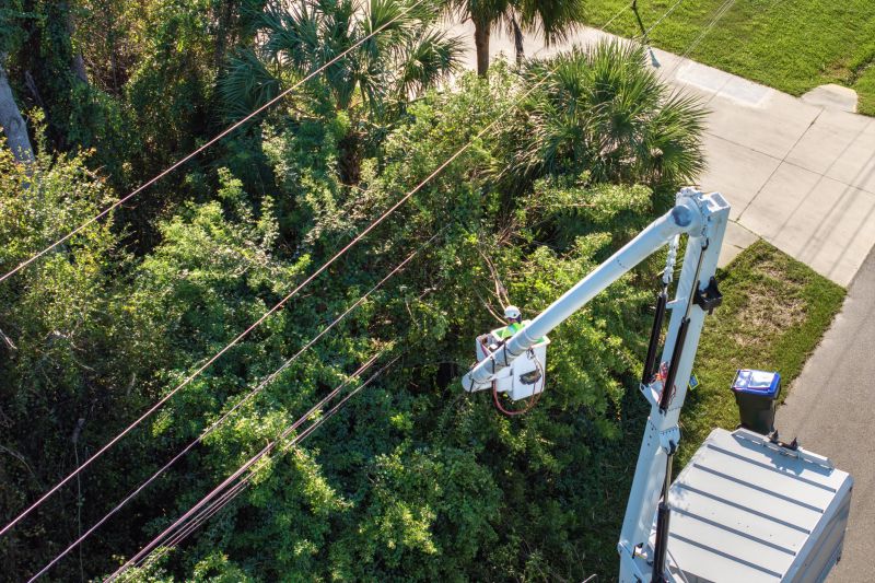Commercial Tree Trimming in Allentown, PA