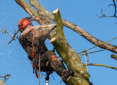Commercial Tree Trimming in Doylestown, PA