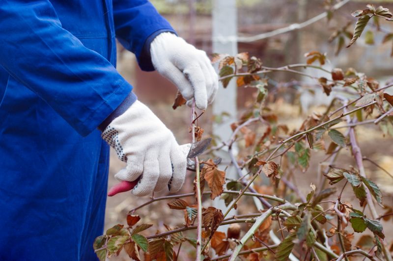 Crape Myrtle Pruning in Aiken, SC