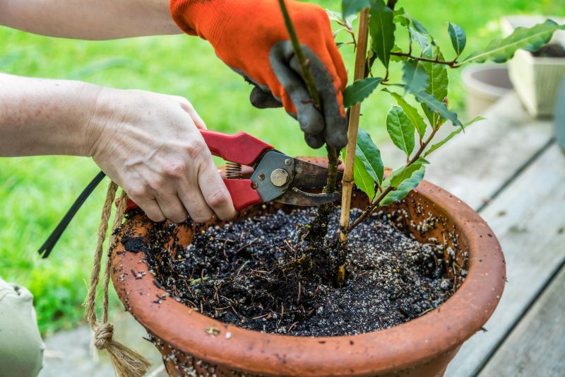 Crape Myrtle Pruning in Rockwall, TX