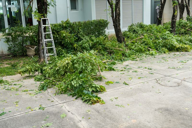 Cypress Tree Removal in Reno, NV