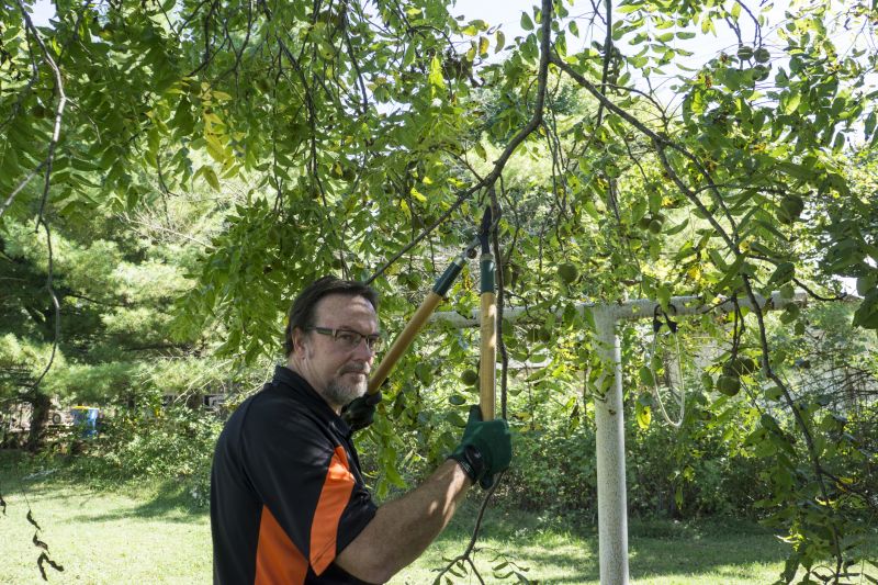 Cypress Tree Trimming in Pottstown, PA