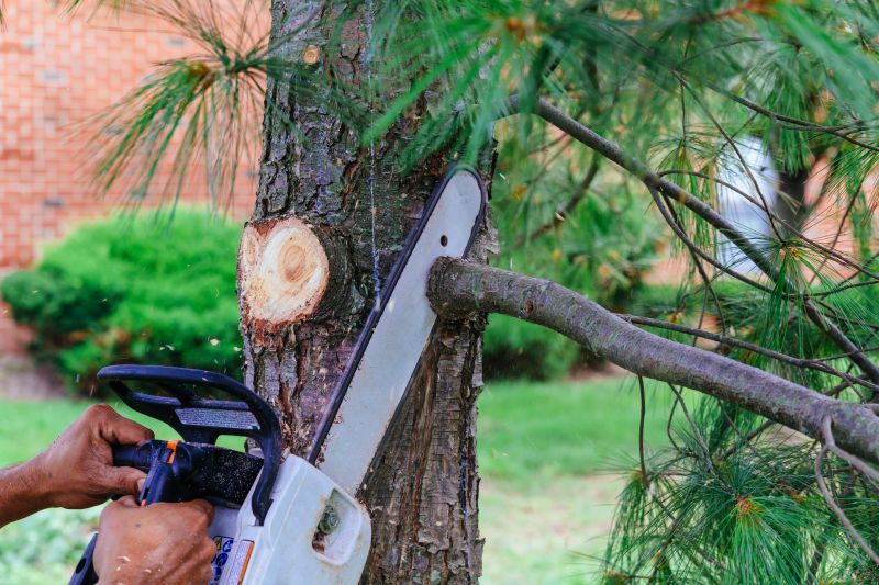 Dead Branch Removal in Doylestown, PA