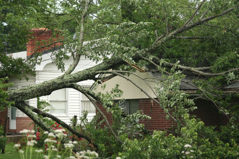 Fallen Tree Removal in Allentown, PA