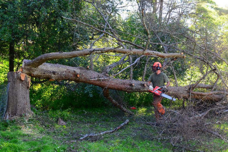 Fallen Tree Removal in Allentown, PA