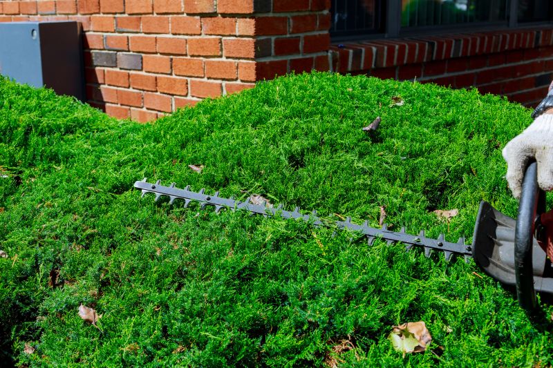 Hedge Removal Service in Ventura County, CA