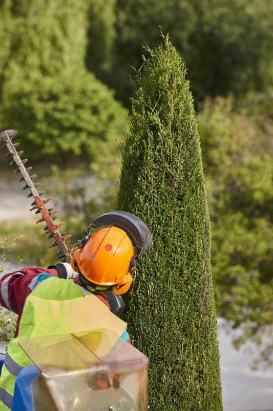 Hickory Tree Trimming in Pottstown, PA