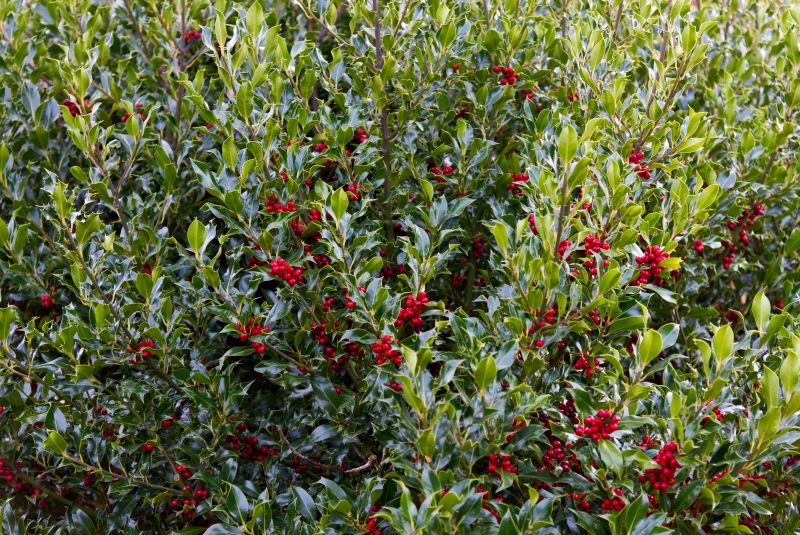 Holly Bushes Trimming in Aiken, SC