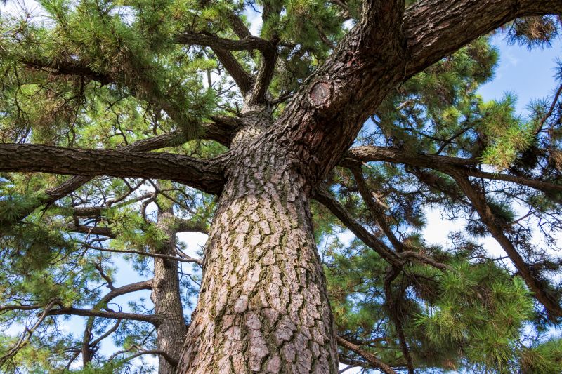 Juniper Pruning in Ventura County, CA