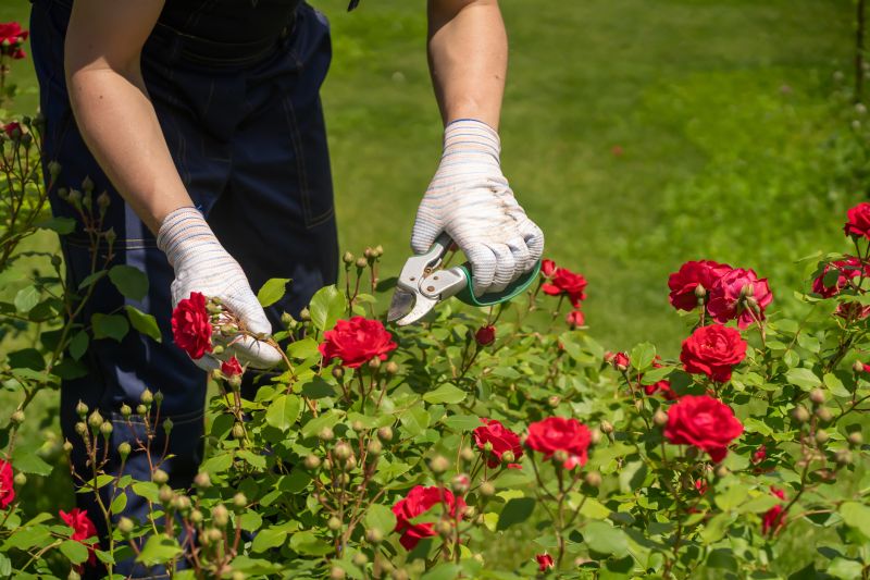 Knockout Roses Pruning in Ventura County, CA