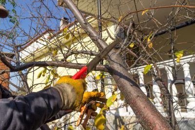 Magnolia Tree Pruning in Reno, NV