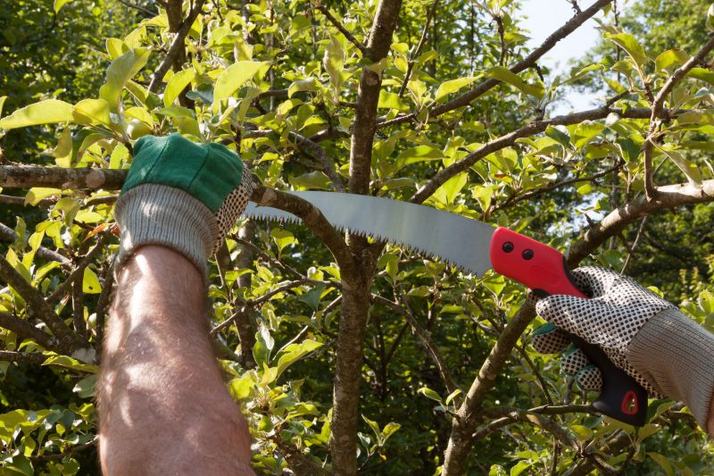 Maple Tree Pruning in Reno, NV
