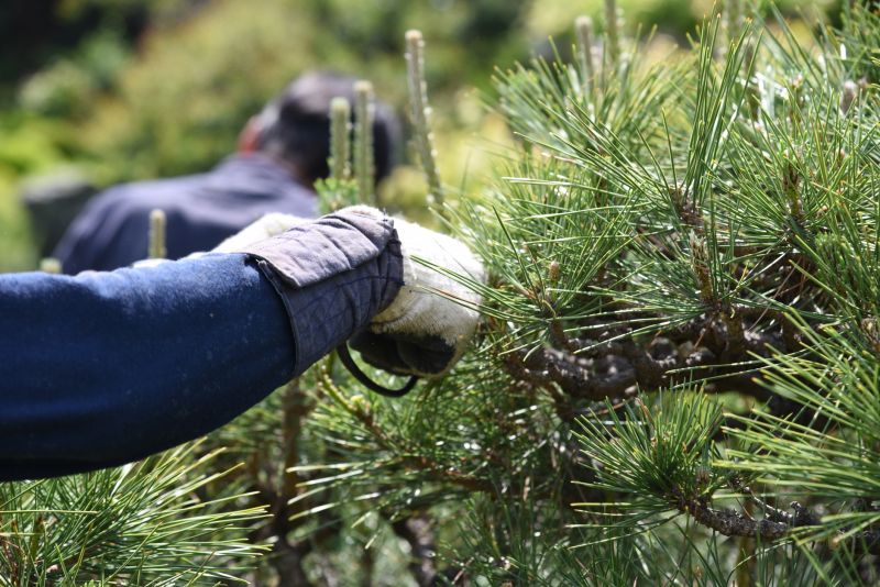 Maple Tree Pruning in Reno, NV