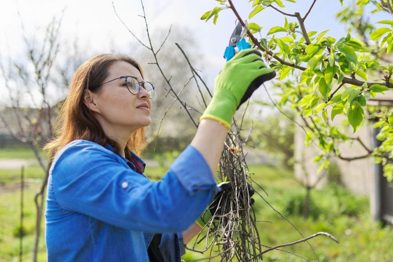 Orchard Tree Pruning in San Jose, CA