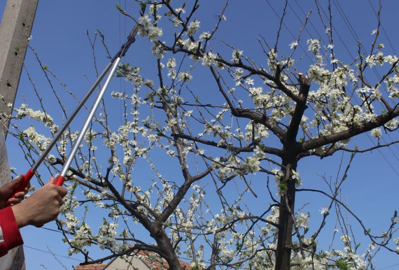 Peach Tree Pruning in Doylestown, PA