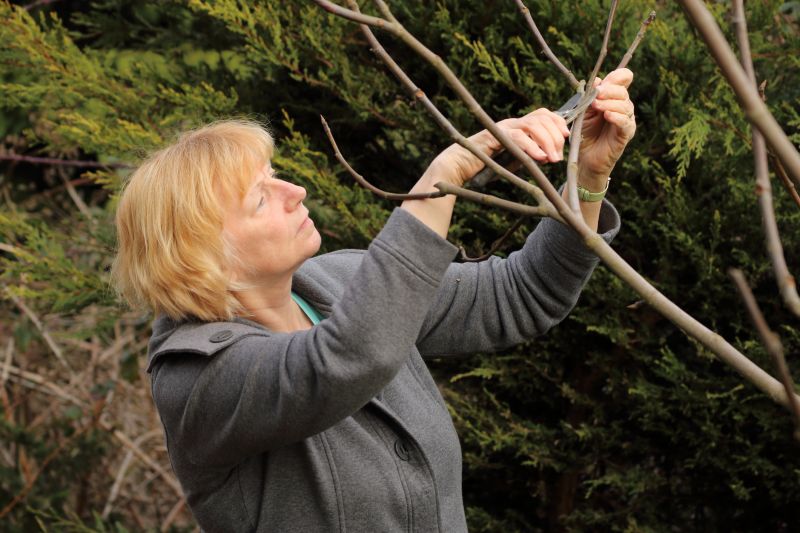 Peach Tree Pruning in Allentown, PA