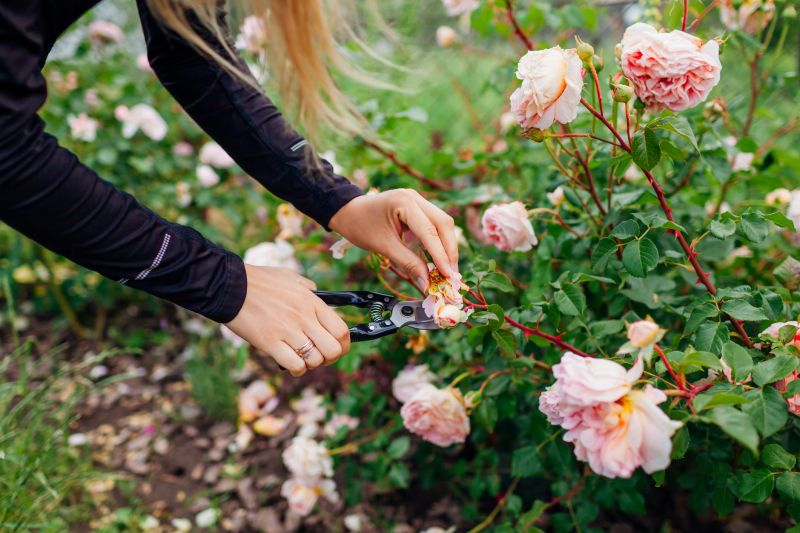 Rhododendron Pruning in Aiken, SC