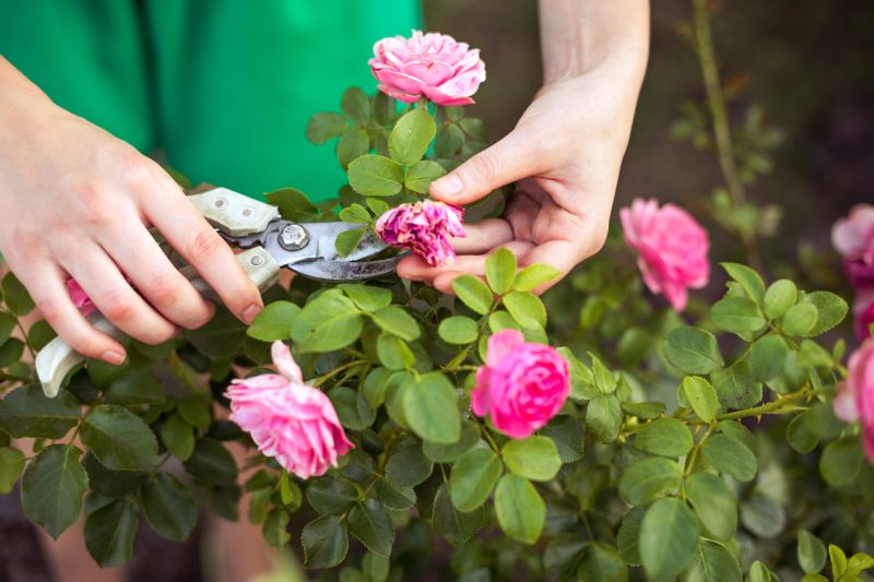 Rose Bush Pruning in Aiken, SC