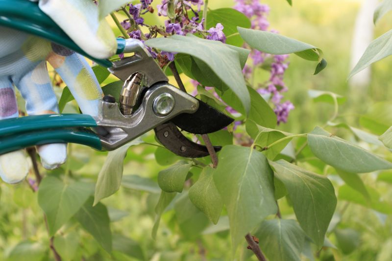 Shrub Pruning in Aiken, SC