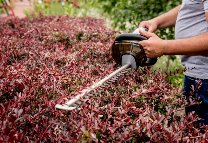Shrub Trimming in Ventura County, CA