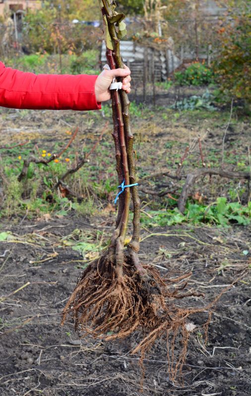 Shrubs Removal in Aiken, SC
