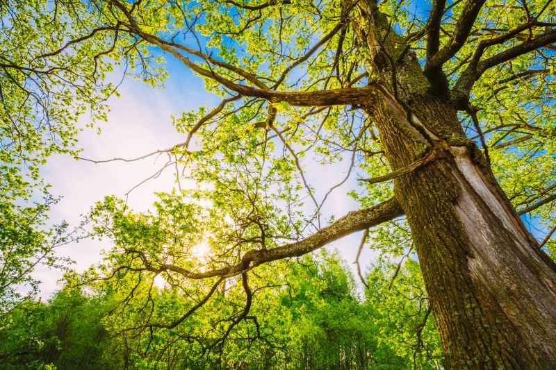 Tree Canopy Thinning in Reno, NV