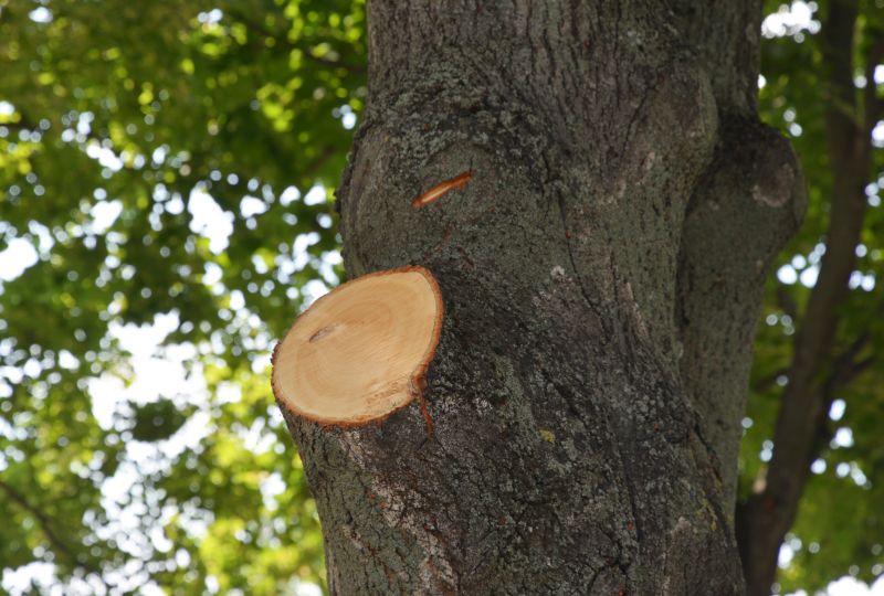 Tree Limbs Removal in San Jose, CA