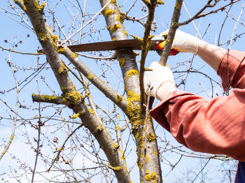 Tree Lopping Service in Doylestown, PA
