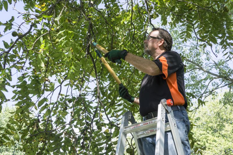 Tree Lopping Service in Reno, NV