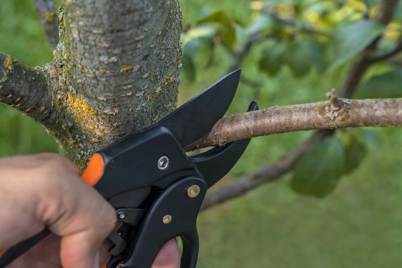 Tree Pruning in San Jose, CA